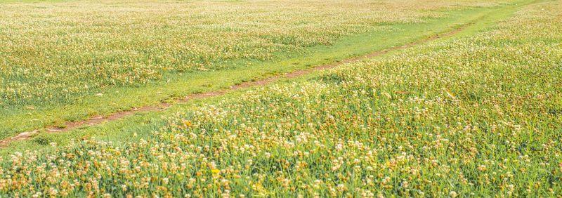 Full frame shot of grassy field