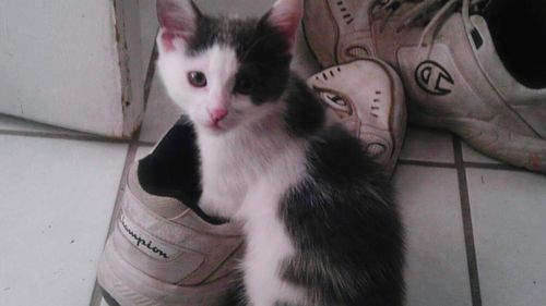 Close-up portrait of kitten