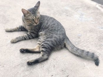 High angle view of cat resting on floor