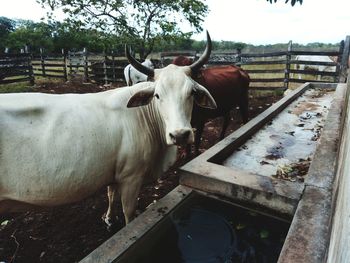 Close-up of cow