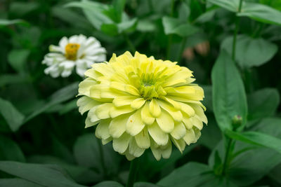 Close-up of yellow flowering plant