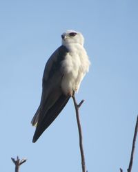 Low angle view of bird perching on branch against sky