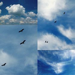 Low angle view of bird flying against blue sky