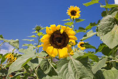 Close-up of sunflowers on yellow flowering plant