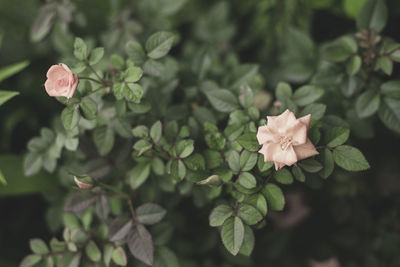 Close-up of flowering plant