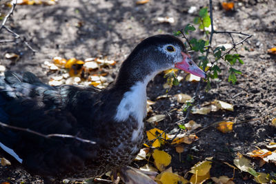 High angle view of duck on field