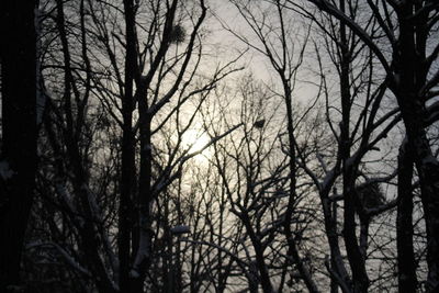 Low angle view of bare trees in forest