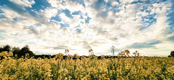 Scenic view of flowering plants on field against sky