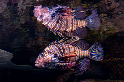 Close-up of fish swimming in sea