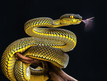 Close-up of snake against black background