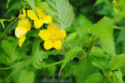 Close-up of yellow flowers blooming outdoors