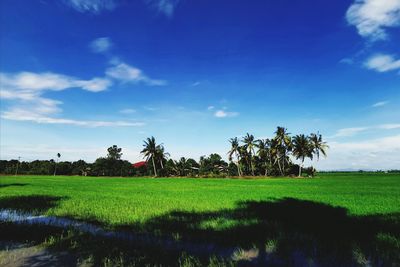 Scenic view of agricultural field against sky