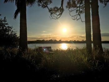 Sun shining through trees