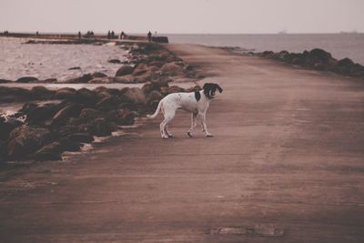 Dog walking on beach against sky