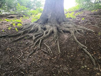 Tree roots on field