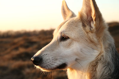 Close-up of dog looking away