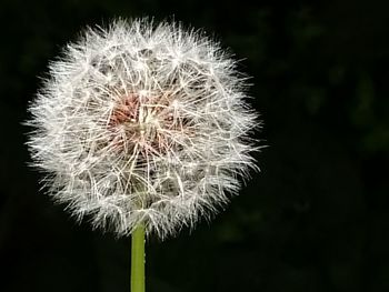 Close-up of dandelion against blurred background