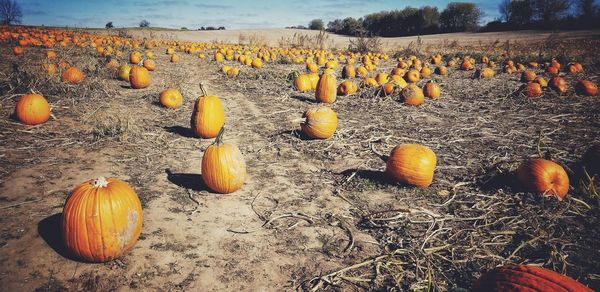 Close-up of pumpkins on field