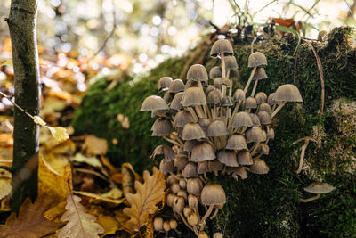 Close-up of mushrooms growing on field