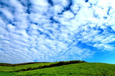 Scenic view of field against blue sky