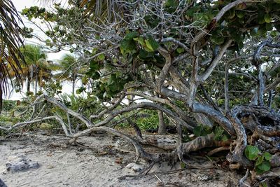 Trees growing in forest