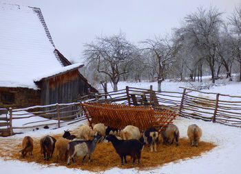 Sheep on snow covered field against sky