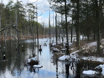 Scenic view of lake in forest during winter