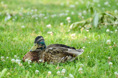 Ducks on a field