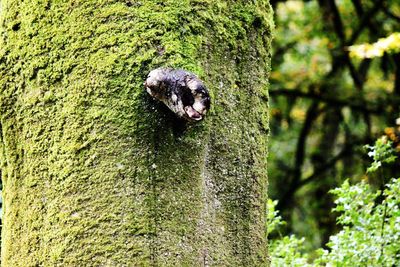 Close-up of lizard on tree trunk