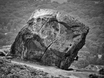 Close-up of lizard on rock