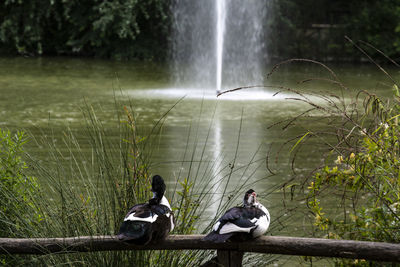 Ducks in a lake