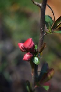 Close-up of pink flowering plant