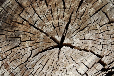 Full frame shot of tree stump