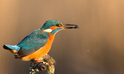 Close-up of bird perching on leaf