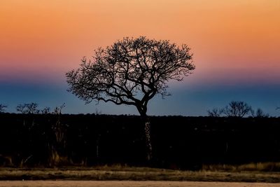 Bare tree against sky during sunset