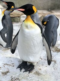 Beautiful penguin 