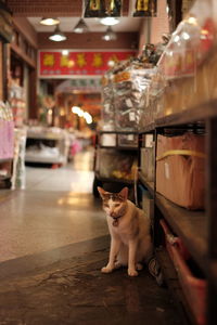 Portrait of cat sitting in store