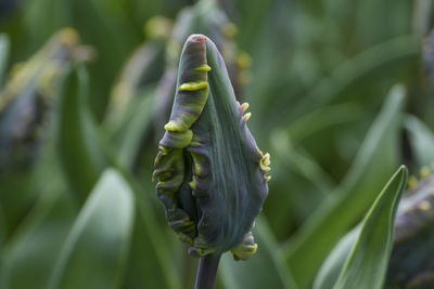 Close-up of flower buds