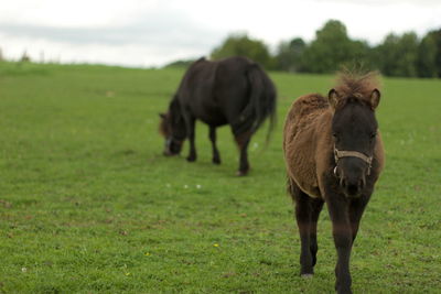 Foal and horse on grassy field against cloudy sky