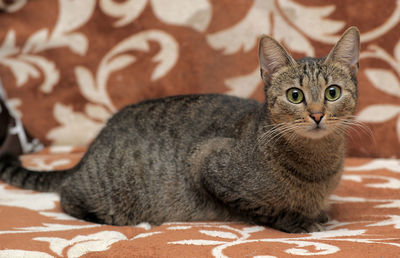 Portrait of cat resting on bed