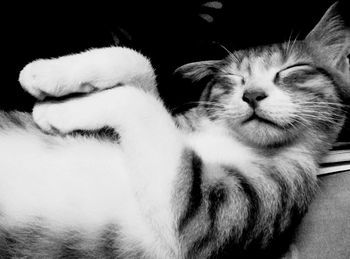 Close-up of cat sleeping