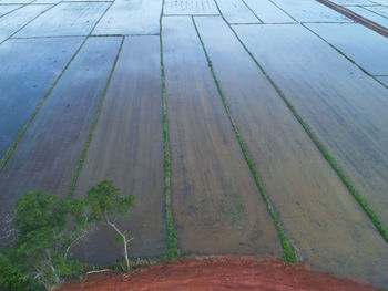 High angle view of agricultural field