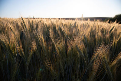 Close-up of wheat growing on field against sky