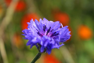 Close-up of purple flowering plant