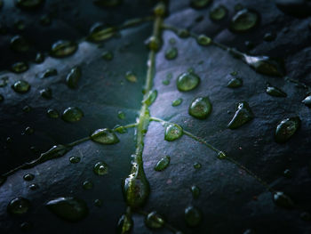 Embung flower background