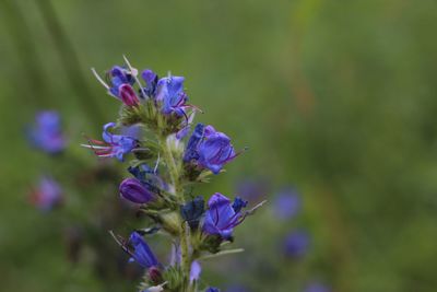 Close-up of purple flowering plant