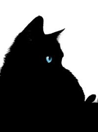 Low angle view of cat