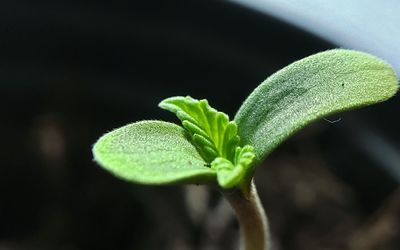 Close-up of green plant