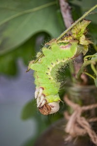 Close-up of insect on plant