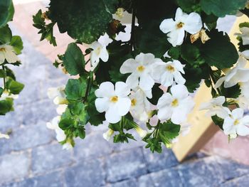 High angle view of white flowers blooming outdoors